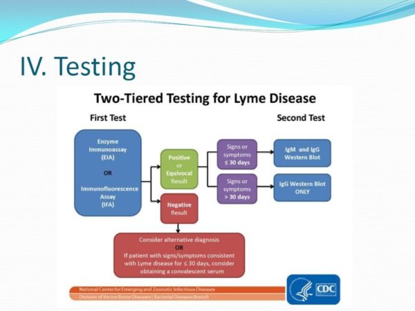 Lyme Disease & SIBO: Symptoms, Testing, and Treatment - Image 3